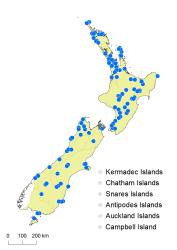 Hypericum pusillum distribution map based on databased records at AK, CHR and WELT.
 Image: K. Boardman © Landcare Research 2014 